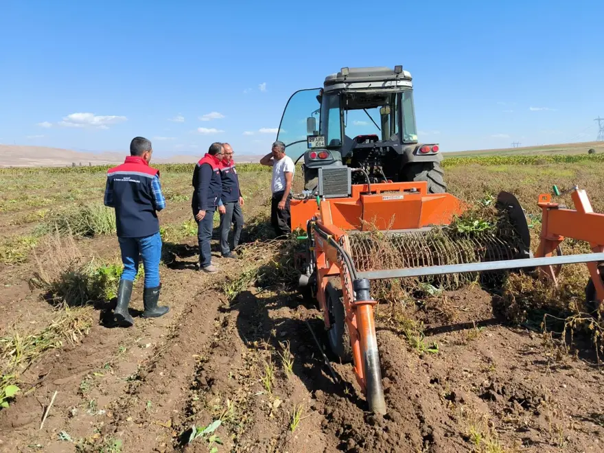 Üretimi 3 bin dekara ulaştı: Aranan ürünler arasında yer alıyor Üretimi 3 bin dekara ulaştı: Aranan ürünler arasında yer alıyor