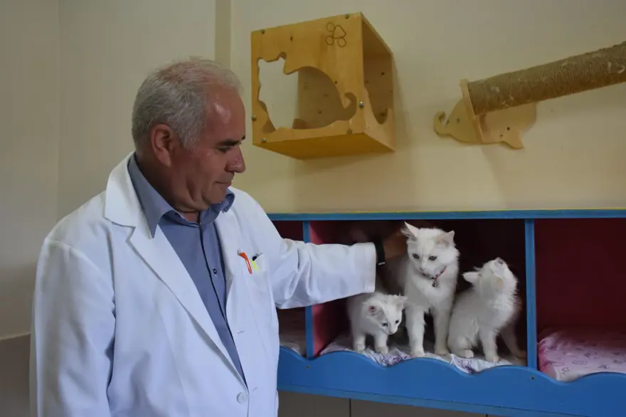 Van kedileri için koruma projesi: Yavru sayıları her yıl artacak 12 Van kedileri için koruma projesi: Yavru sayıları her yıl artacak 12