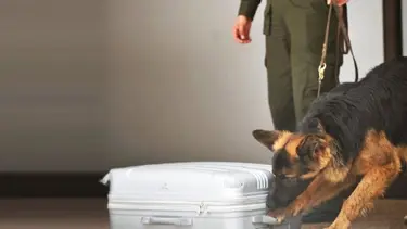 Kolombiya'da uyuşturucuyu bulan narkotik köpeğin başına 70 bin dolar ödül koydular