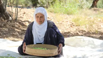 Dededen kalma yöntemle yetiştiriliyor: Kuraklık nedeniyle tehlike altında