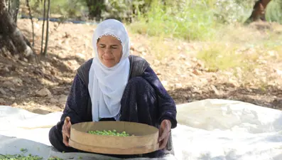 Dededen kalma yöntemle yetiştiriliyor: Kuraklık nedeniyle tehlike altında