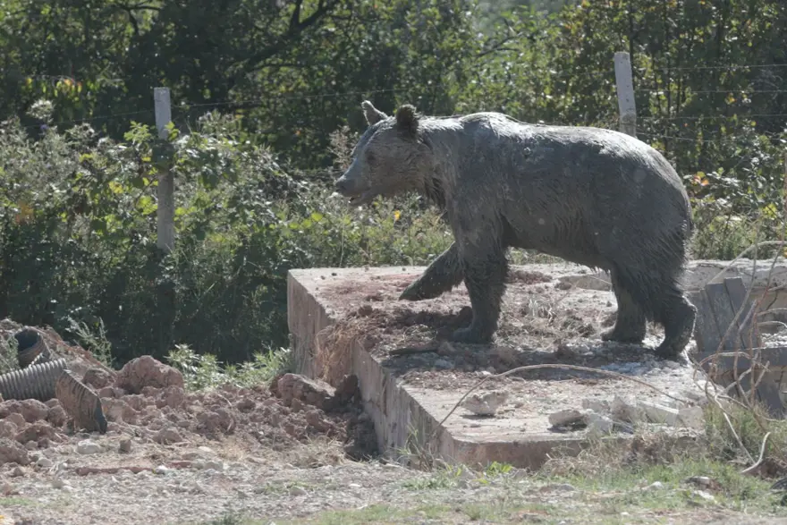 Bolu’da kuyuya düşen ayı 13 saat sonra kurtuldu 10