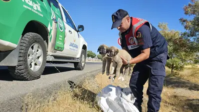 Muş'ta çuval içerisinde yavru köpekler bulundu