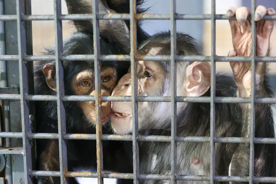 Şempanze Can yeni doğan kardeşi sayesinde annesiyle buluştu 18