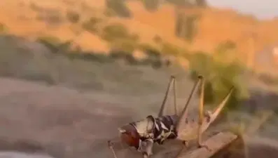 Batman'da dev etçil çekirge görüldü