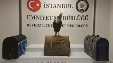 Horoz dövüştürenlere ceza