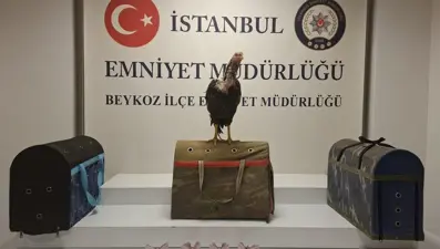 Horoz dövüştürenlere ceza