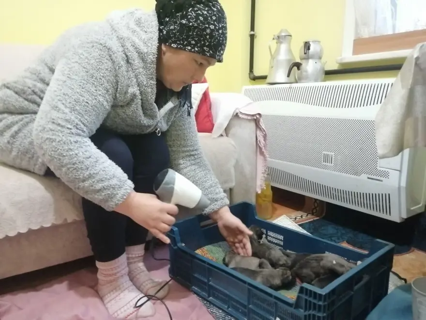 Sancaktepe'de poşetle çöpe atılmış 11 yavru köpek bulundu: Dördü telef oldu, yedisi baygın halde kurtarıldı 1