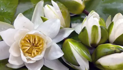 Yeryüzüne yaşam verdiği rivayet ediliyor: Muğla'nın 'beyaz nilüfer'i araştırma konusu olacak