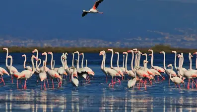 "Kuş Oteli" Hersek Lagünü, göçmen kuşlarla şenlendi: 350'den fazla flamingo geldi