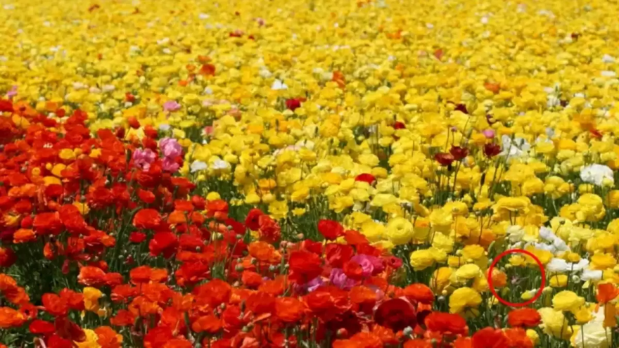 Kafa karıştıran zeka sorusu sosyal medyada gündem oldu: İnsanların yüzde 90'ı çözemiyor! 6 Kafa karıştıran zeka sorusu sosyal medyada gündem oldu: İnsanların yüzde 90'ı çözemiyor! 6