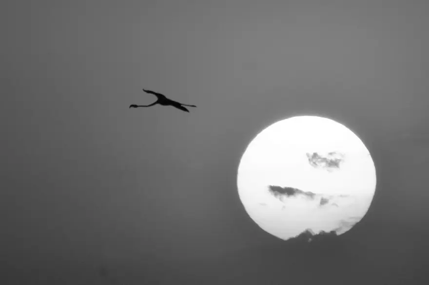 Tuz Gölü'nün misafirleri flamingolar gelmeye başladı 5