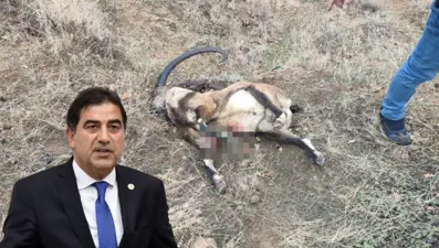 Keçi avcısı milletvekili: Keçileri hem seviyor hem vuruyor