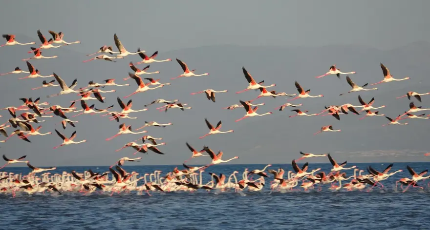 Flamingoların uğrak noktasında adacıklar oluştu 2