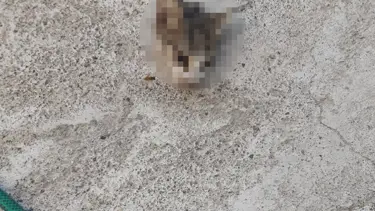 Kayseri’de kafası kesilmiş yavru kedi bulundu