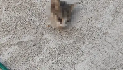 Kayseri’de kafası kesilmiş yavru kedi bulundu