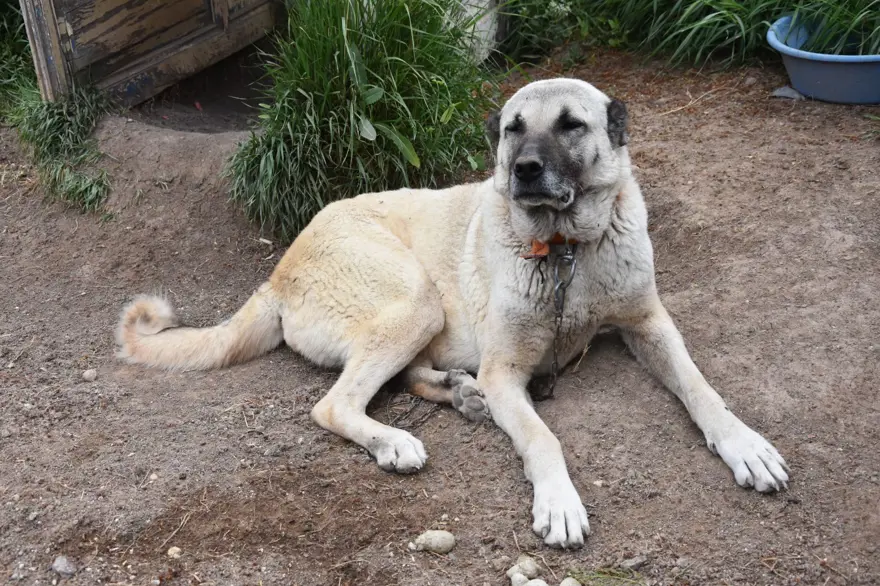 İklim değişikliği kangalları da vurdu 7 İklim değişikliği kangalları da vurdu 7