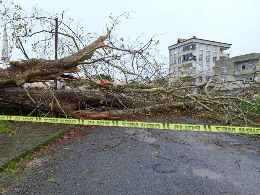 Fırtına 650 yıllık çınarı yıktı geçti 5