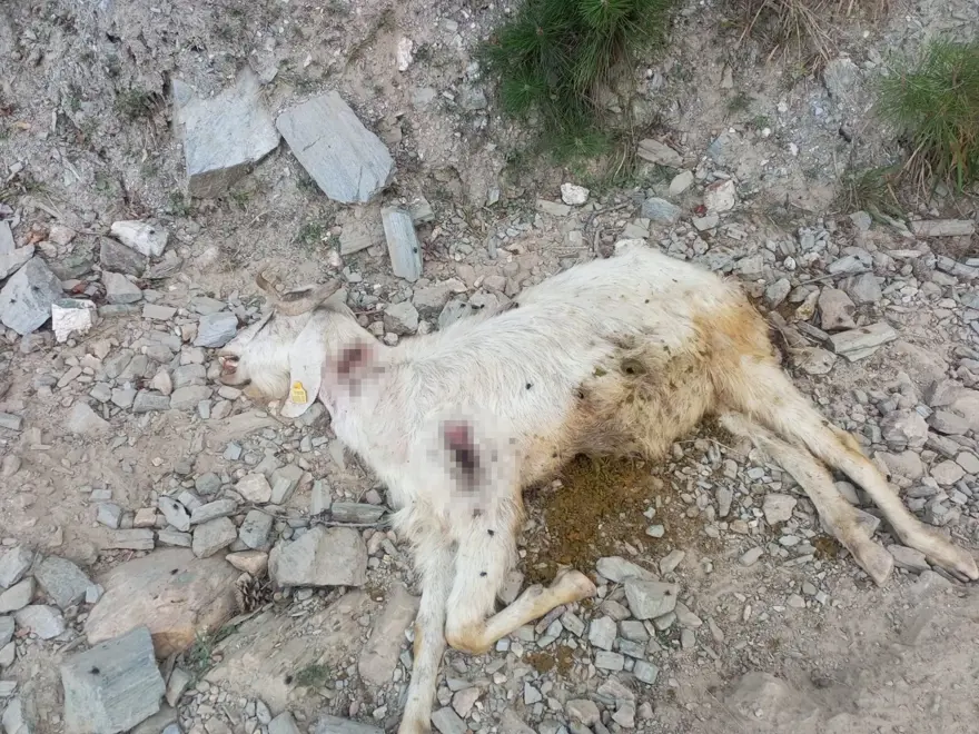 Denizli'de vahşet: 10 keçiyi kurşuna dizdiler 4 Denizli'de vahşet: 10 keçiyi kurşuna dizdiler 4