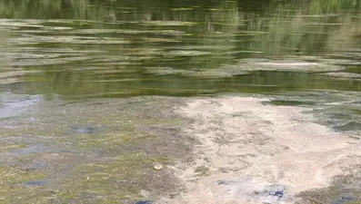 Kars Çayı’nı yosun bastı: "Yaklaşmaya korkuyoruz"