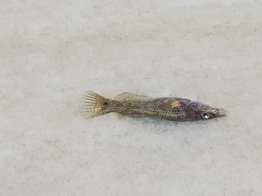 Çınarcık sahili deniz salyasıyla kaplandı 2