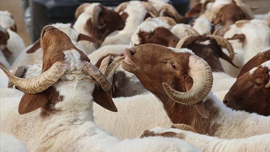 Teşrik tekbirleri ne zaman başlar/biter? Kurban kesen kişi ne zaman tekbir getirir? Diyanet açıkladı