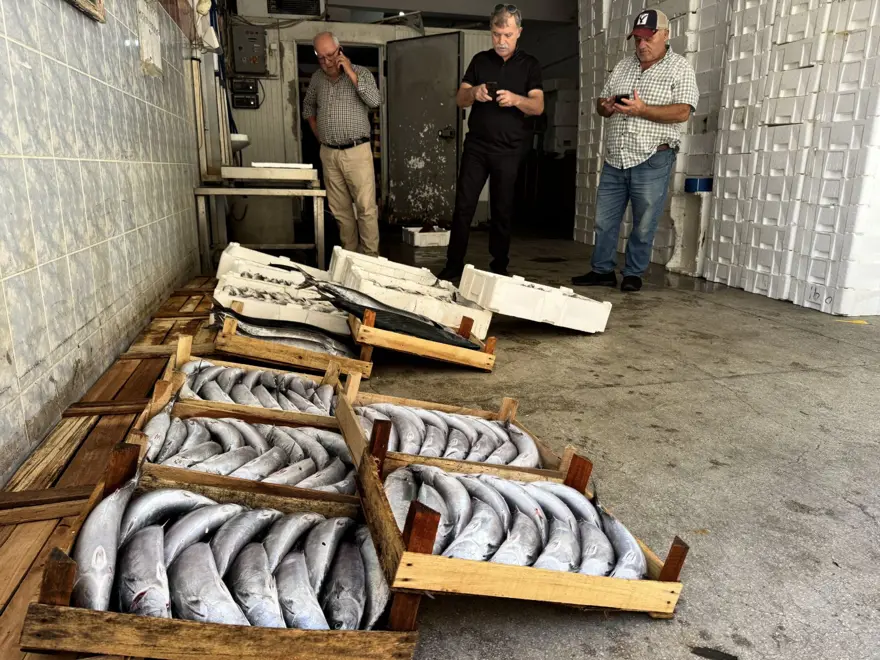 Balıkçıların yüzü güldü : 1 gecede yaklaşık 9 bin palamut 