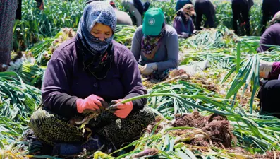 Doğal antibiyotik olan sarımsağın hasadı başladı