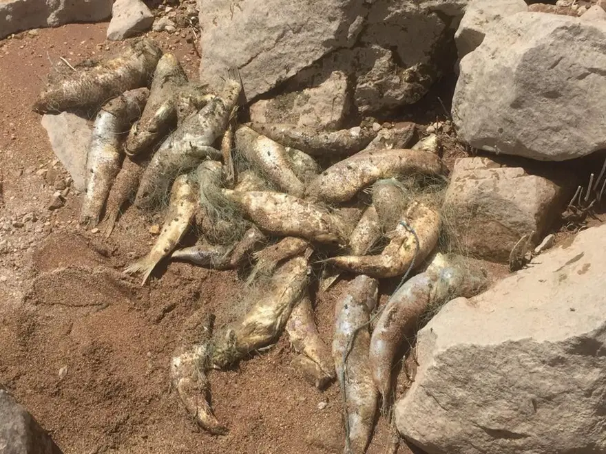 Siirt'te suya kaçak ağ bıraktılar: Çok sayıda balık telef oldu 2