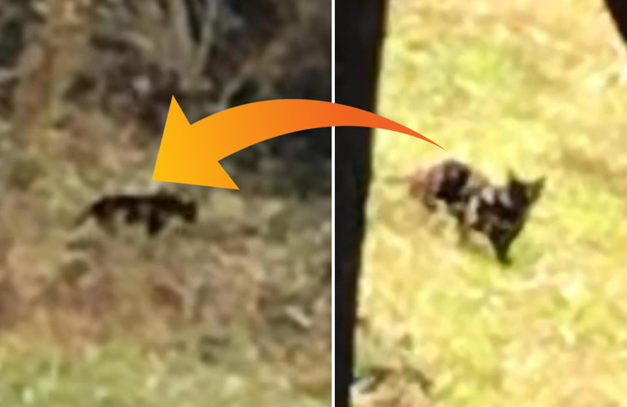 Üzerine geldi, pusuya yattı, korkudan arabaya saklandı. Muş'ta jaguar iddiası 