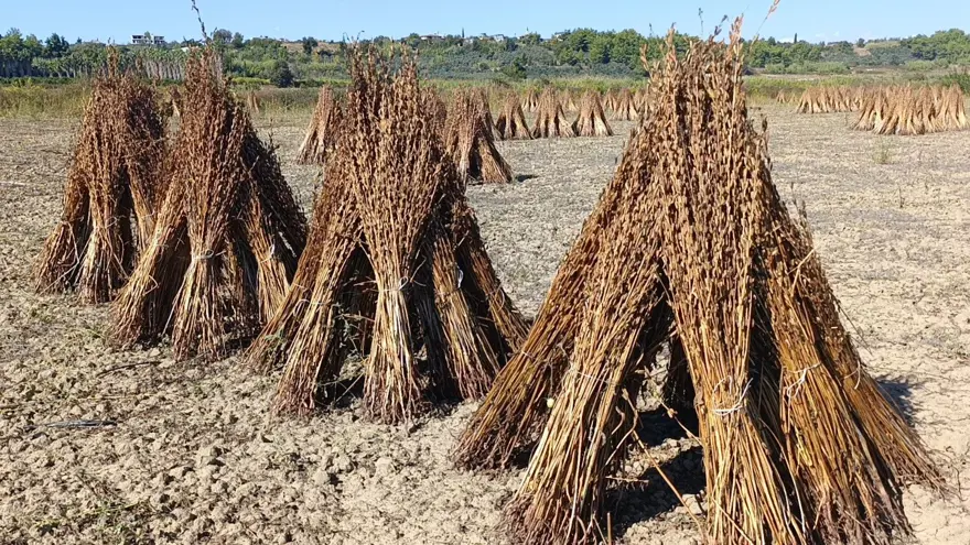 Altın Susam'a hırsız dadandı: Motosikletle gelip çalmışlar 
