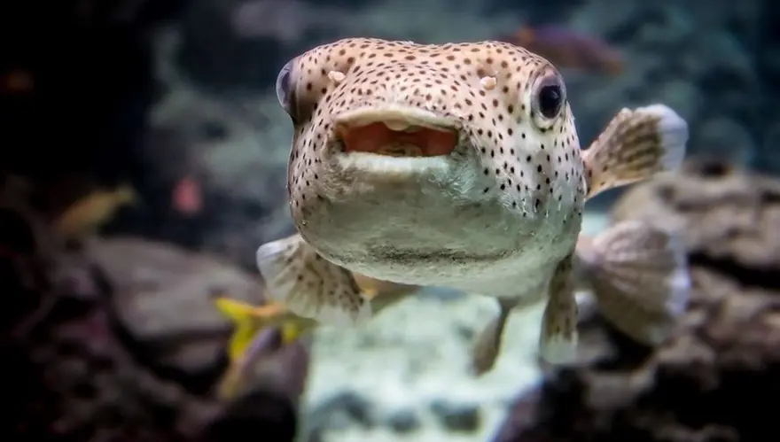 AYAKTA FELÇ OLUŞTURUR 4