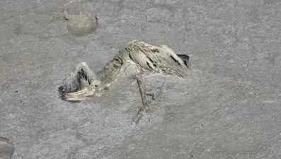 Tuz Gölü'nde 2 bin flamingo öldü