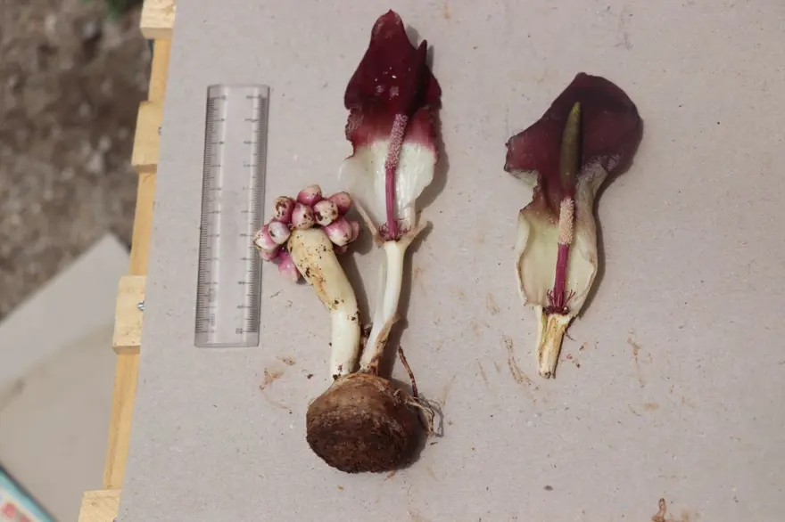 "ZEHİRLİ BİR BİTKİ" 5