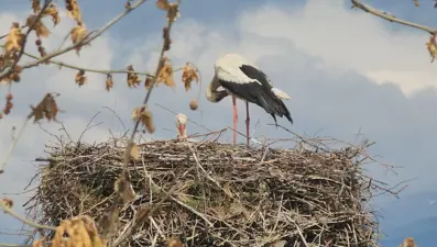 Leylekli Köy'ün leylekleri geri döndü