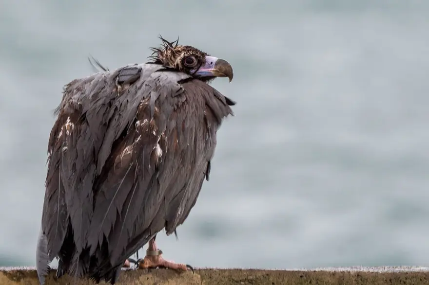 Yorgun düşen kara akbaba "B10" yakalanıp tedaviye alındı 