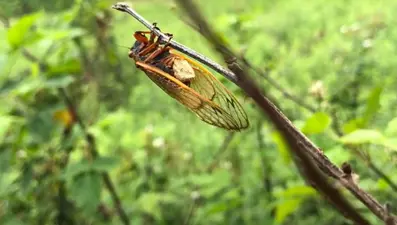 ABD’de corona virüsün ardından zombi ağustos böceği tehlikesi