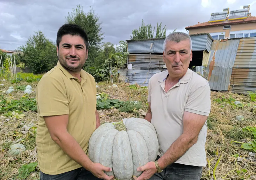 Fiyatıyla yüzleri güldürdü: Hasat başladı, hareketli günler yaşanıyor Fiyatıyla yüzleri güldürdü: Hasat başladı, hareketli günler yaşanıyor