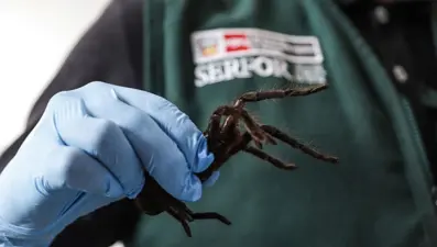 Havalimanında tarantula operasyonu: Üzerinde yüzlerce egzotik hayvanla yakalandı