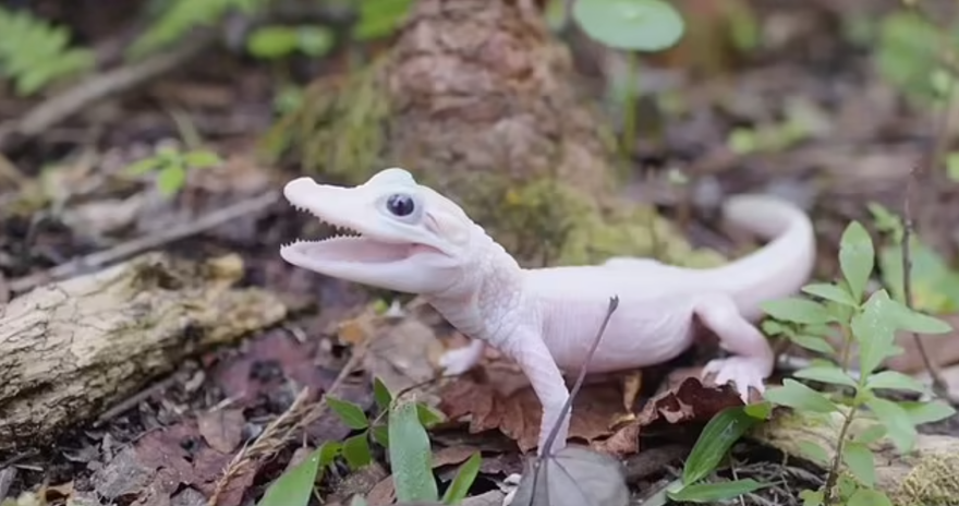 Dünyanın ''en nadir timsahı'' doğdu: Mavi gözlü ve beyaz derili 4