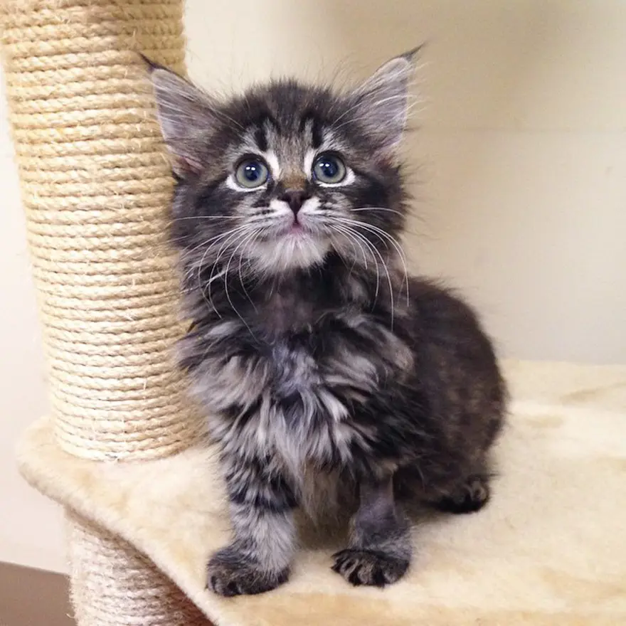 Hayatını kedileri kurtarmaya adadı 63