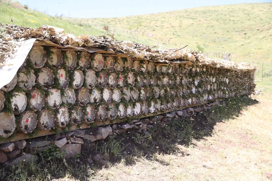 Tatlı mesai 2 bin 156 rakımlı yaylada başladı 8