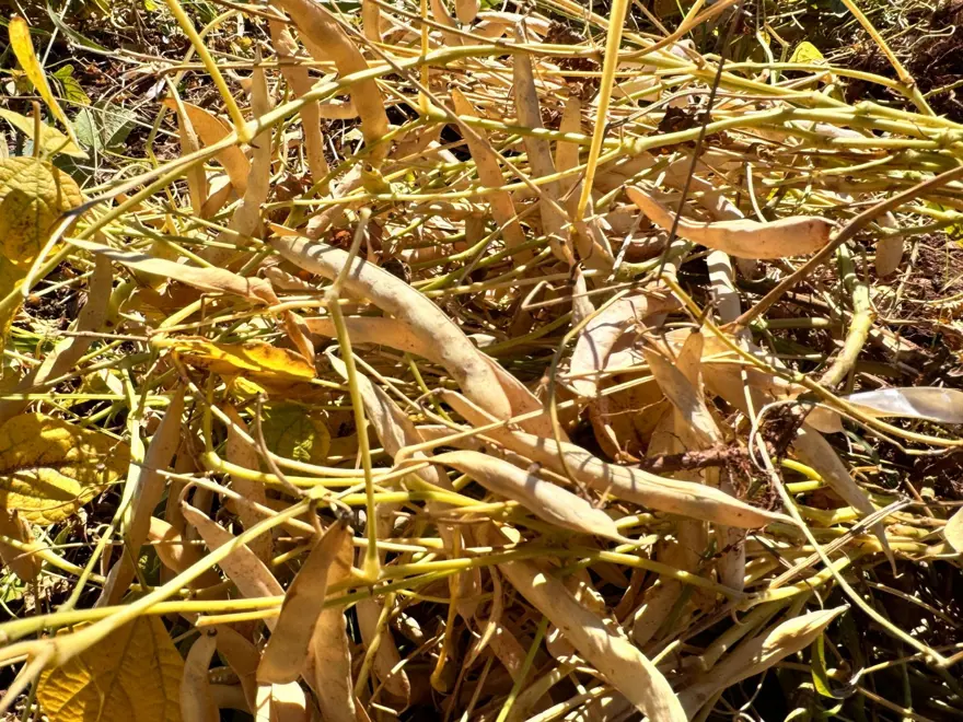 ‘ÇOCUKLARIMIN OKUL MASRAFINI ÇIKARIYORUM’ 5 ‘ÇOCUKLARIMIN OKUL MASRAFINI ÇIKARIYORUM’ 5