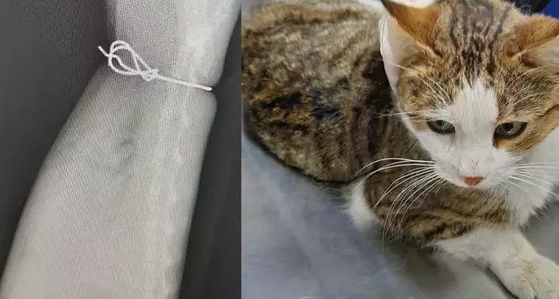 Beline çelik tel bağlanan kedi ölümü terk edildi