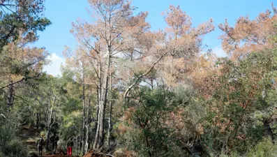 Antalya ormanlarında büyük tehlike: 5 bin ağaç kurudu!