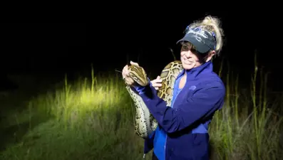 ABD'de piton istilası: Otobüs dolusu yılan öldürüldü