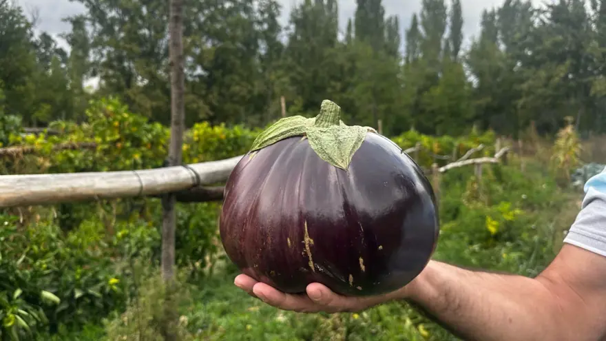 2 kilo 200 gramlık patlıcan görenleri şaşırttı! Hobi olarak ektiği bahçesinde yetişti 2