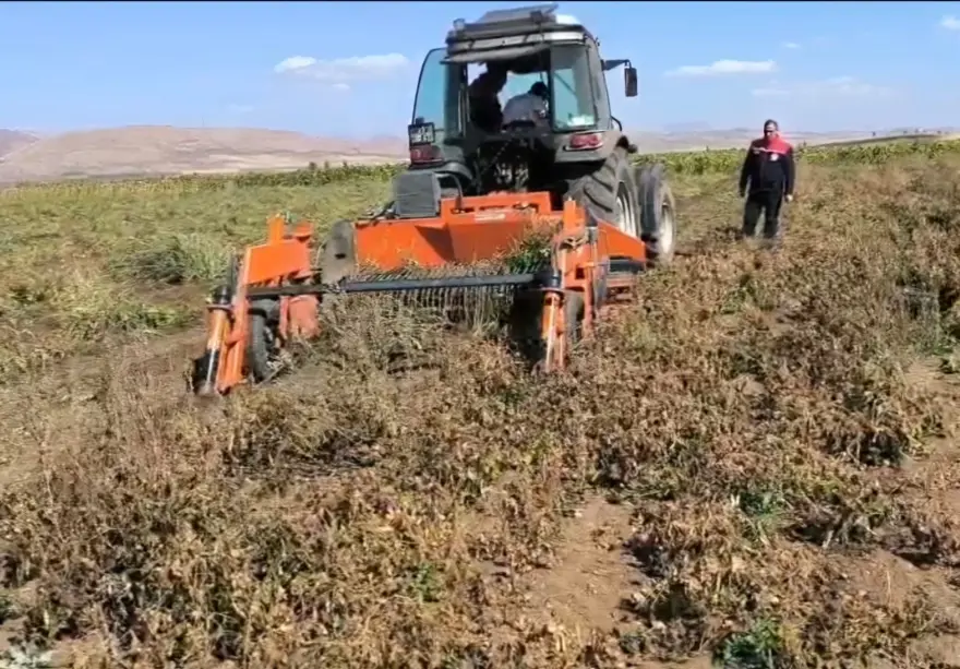 Üretimi 3 bin dekara ulaştı: Aranan ürünler arasında yer alıyor 2 Üretimi 3 bin dekara ulaştı: Aranan ürünler arasında yer alıyor 2
