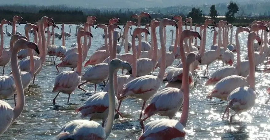 Flamingoların muhteşem kış dansı 14