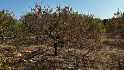 Bin dönümlük limon bahçesi kurudu